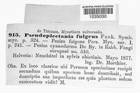 Pseudoplectania fulgens image